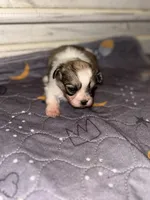Pebbles, a female Peekapoo for sale in Hardy, AR – Photo 2 of 6