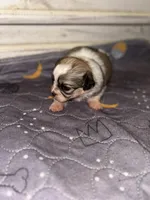 Pebbles, a female Peekapoo for sale in Hardy, AR – Photo 3 of 6