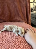 Poppy , a female Poodle - Miniature  for sale in Hardy, AR – 3 of 6