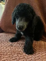 Prince, a male Poodle - Miniature  for sale in Hardy, AR – 3 of 3
