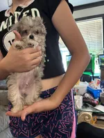 Rat , a male Poodle - Toy  and Toy Australian Shepherd for sale in Hardy, AR – 5 of 5