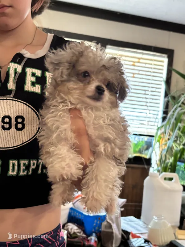 Rat  – Poodle - Toy , Toy Australian Shepherd puppy for sale in Hardy, AR