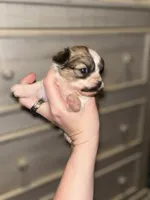 Bam Bam , a male Peekapoo for sale in Hardy, AR – Photo 2 of 6