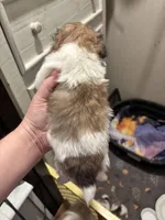 Bam Bam , a male Peekapoo for sale in Hardy, AR – Photo 6 of 6