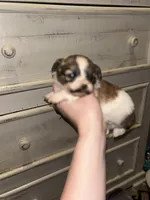 Bam Bam , a male Peekapoo for sale in Hardy, AR – Photo 3 of 6