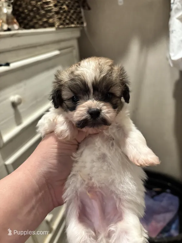 Bam Bam  – Peekapoo puppy for sale in Hardy, AR