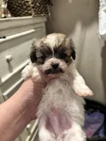 Bam Bam , a male Peekapoo for sale in Hardy, AR – Photo 1 of 6