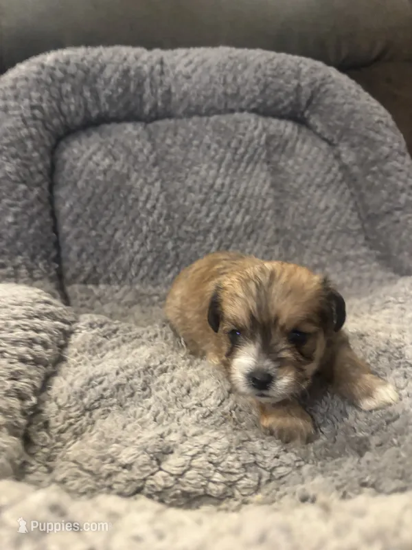 Piper – Shihpoo puppy for sale in Hardy, AR