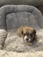 Piper, a female Shihpoo for sale in Hardy, AR – 1 of 3