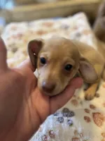 Blanche, a female Miniature Dachshund and Chiweenie for sale in Hardy, AR – Photo 2 of 6
