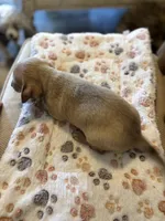 Blanche, a female Miniature Dachshund and Chiweenie for sale in Hardy, AR – Photo 4 of 6