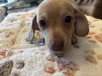 Blanche, a female Miniature Dachshund and Chiweenie for sale in Hardy, AR – Photo 1 of 6