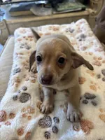 Blanche, a female Miniature Dachshund and Chiweenie for sale in Hardy, AR – Photo 5 of 6