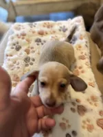 Blanche, a female Miniature Dachshund and Chiweenie for sale in Hardy, AR – Photo 3 of 6