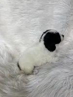 Charlotte, a female Cockapoo for sale in Hardy, AR – 2 of 8