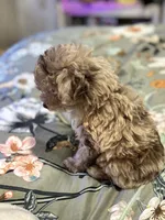 Ruby, a female Miniature Aussiedoodle for sale in Hardy, AR – 6 of 10