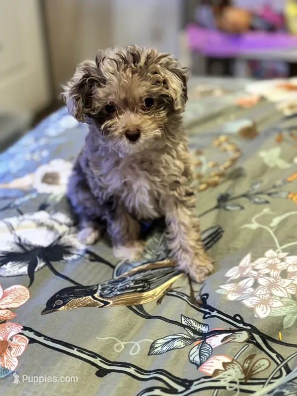 Ruby – Miniature Aussiedoodle puppy for sale in Hardy, AR