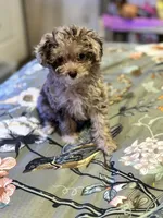 Ruby, a female Miniature Aussiedoodle for sale in Hardy, AR – 1 of 10