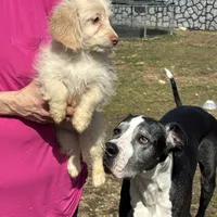 Falco, a female Poodle - Toy  and Miniature Dachshund for sale in Hardy, AR – Photo 2 of 3