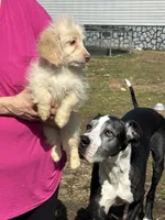 Falco, a female Chiweenie for sale in Hardy, AR – Photo 2 of 3