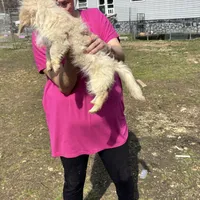 Falco, a female Poodle - Toy  and Miniature Dachshund for sale in Hardy, AR – Photo 3 of 3