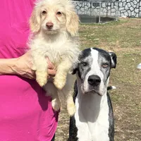 Falco, a female Poodle - Toy  and Miniature Dachshund for sale in Hardy, AR – Photo 1 of 3