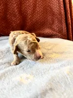 Big Dan, a male Poodle - Miniature  for sale in Hardy, AR – 3 of 7