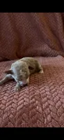 Poppy , a female Poodle - Miniature  for sale in Hardy, AR – 5 of 6