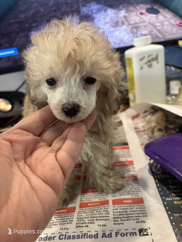Oliver – Poodle - Toy  puppy for sale in Hardy, AR