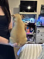 Shrimp , a female Frenchton for sale in Hardy, AR – 3 of 3