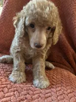 Honey, a female Poodle - Miniature  for sale in Hardy, AR – 3 of 4