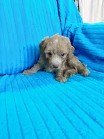 Littlr, Dan, a male Poodle - Miniature  for sale in Hardy, AR – 3 of 9
