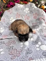 Yoki, a male Pekingese for sale in Hardy, AR – 3 of 5