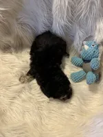 Rocco, a male Poodle - Toy  for sale in Hardy, AR – 4 of 5
