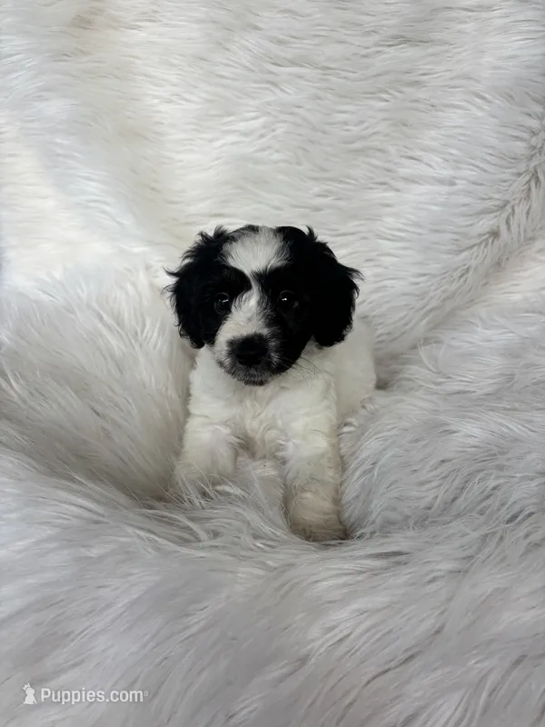 Charlotte – Cockapoo puppy for sale in Hardy, AR