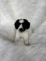 Charlotte, a female Cockapoo for sale in Hardy, AR – 1 of 8
