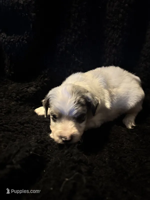 Paco – Cockapoo puppy for sale in Hardy, AR