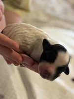 Charlotte, a female Cockapoo for sale in Hardy, AR – Photo 1 of 3