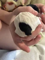 Charlotte, a female Cockapoo for sale in Hardy, AR – Photo 3 of 3