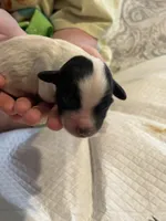 Charlotte, a female Cockapoo for sale in Hardy, AR – Photo 2 of 3