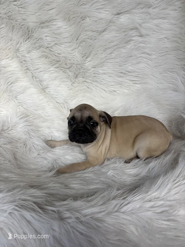 Maximum  – Frenchton puppy for sale in Hardy, AR