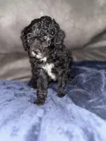 Ebony, a female Poodle - Toy  for sale in Hardy, AR – Photo 2 of 5
