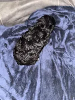 Ebony, a female Poodle - Toy  for sale in Hardy, AR – Photo 3 of 5