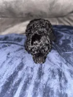 Ebony, a female Poodle - Toy  for sale in Hardy, AR – Photo 4 of 5