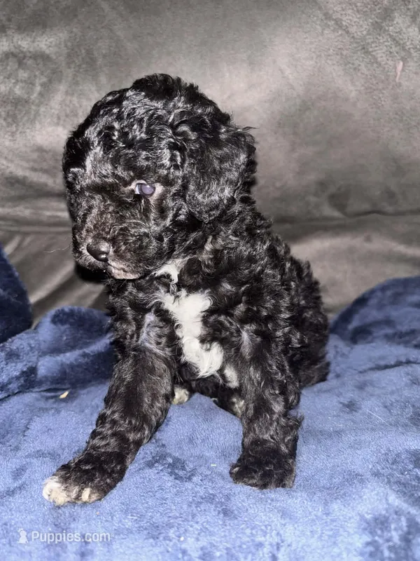 Ebony – Poodle - Toy  puppy for sale in Hardy, AR