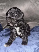Ebony, a female Poodle - Toy  for sale in Hardy, AR – Photo 1 of 5