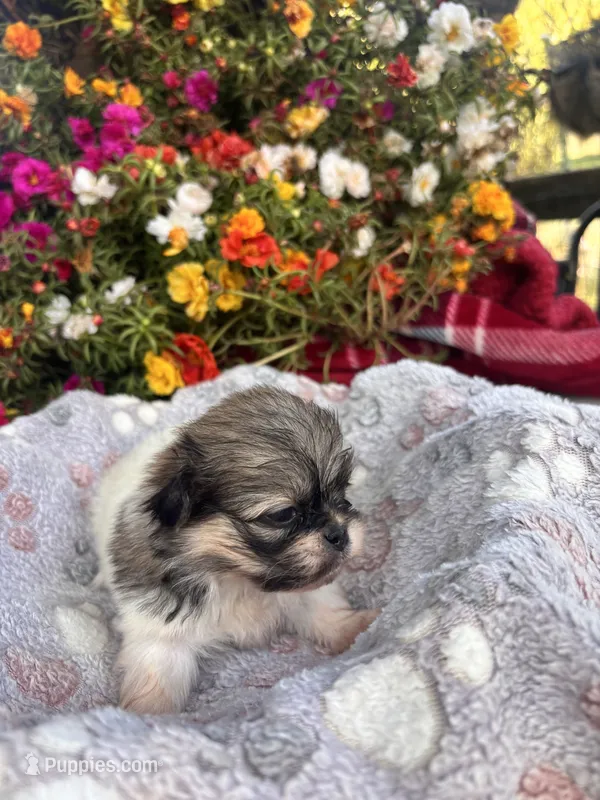 Yoshi – Pekingese puppy for sale in Hardy, AR