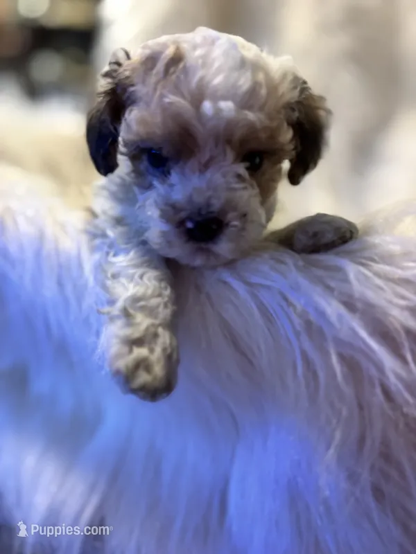 Mouse  – Poodle - Toy  puppy for sale in Hardy, AR