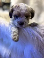 Mouse , a female Poodle - Toy  for sale in Hardy, AR – 2 of 8