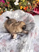 Yoki, a male Pekingese for sale in Hardy, AR – 5 of 5